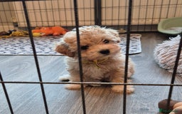 Maltipoo dogs for sale: F1 Maltipoo puppies 🐶 Just 2 girls remaining  - Advert 5
