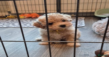 Maltipoo dogs F1 Maltipoo puppies 🐶 Just 2 girls remaining  - Advert 4