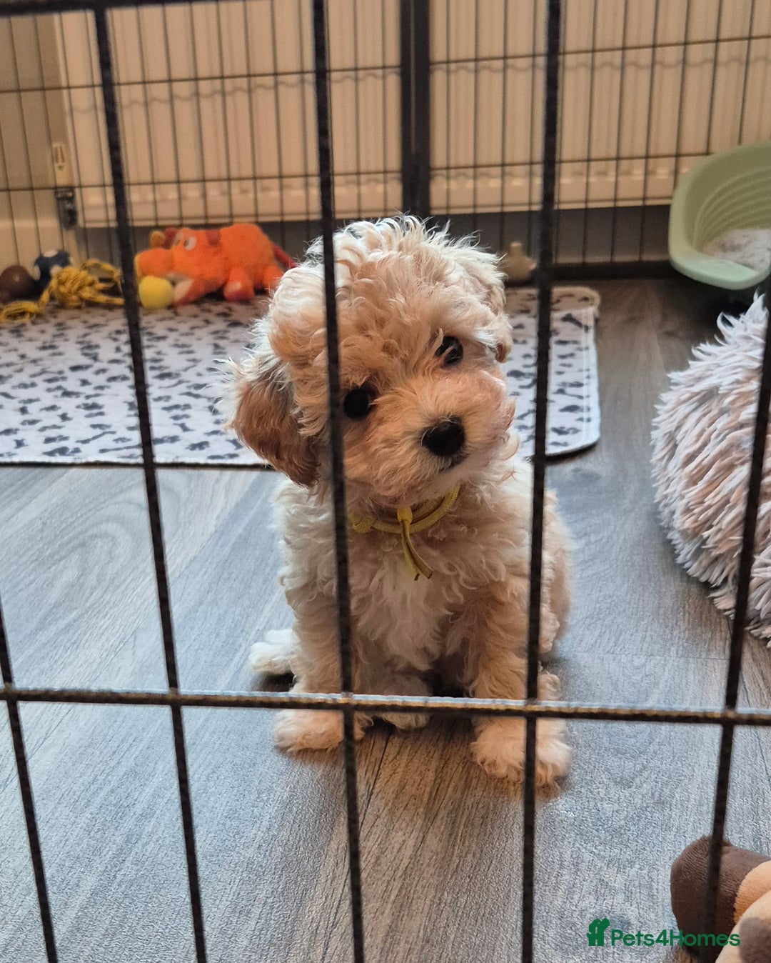Maltipoo dogs for sale: F1 Maltipoo puppies 🐶 Just 2 girls remaining  - Advert 5