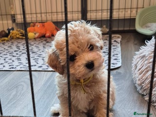 Maltipoo dogs F1 Maltipoo puppies 🐶 - Advert 4