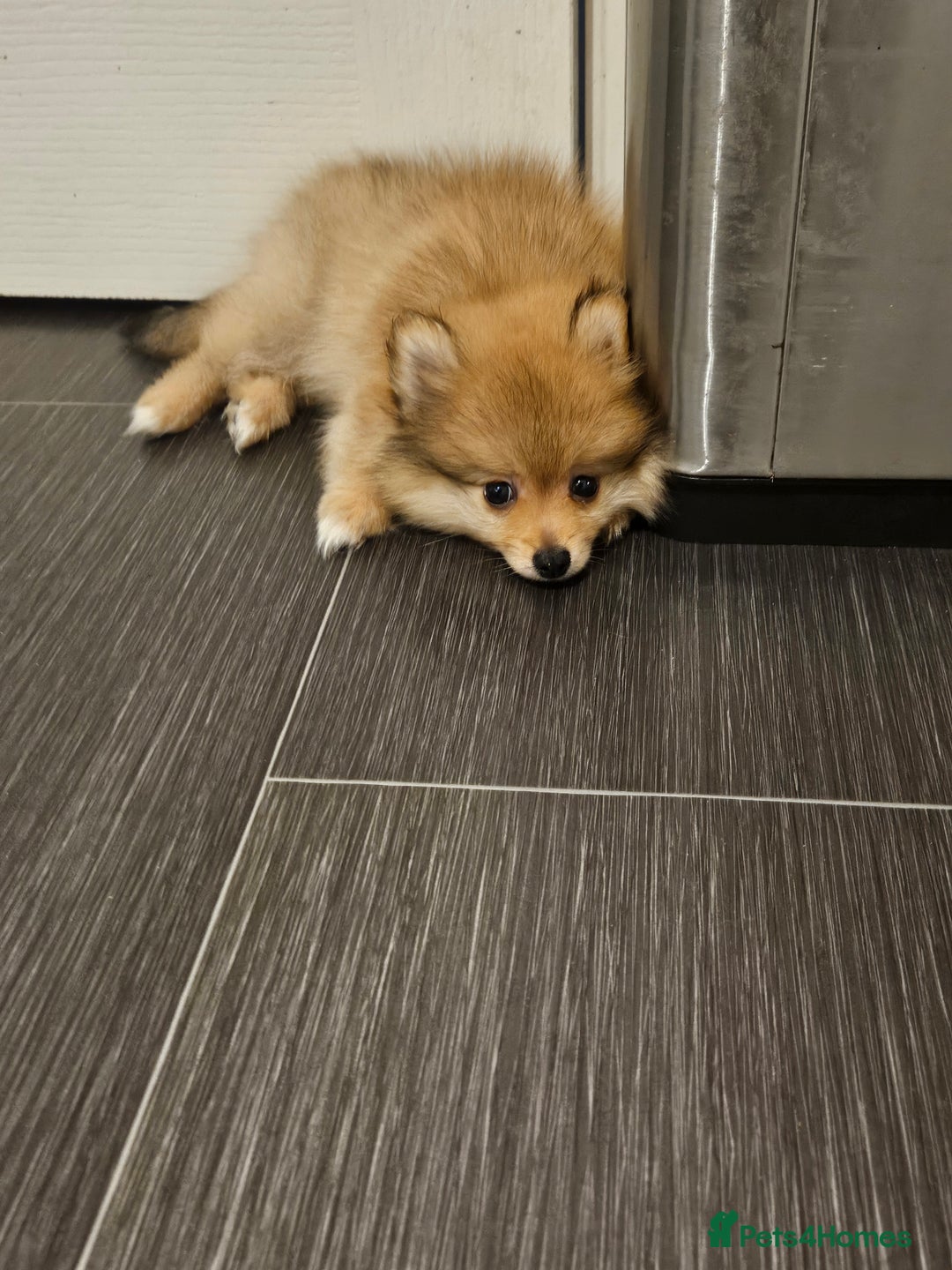 Pomeranian dogs for sale: 🐾✨ Fluffy Teddy Pomeranian Puppies ✨🐾 Ready now! - Image 11