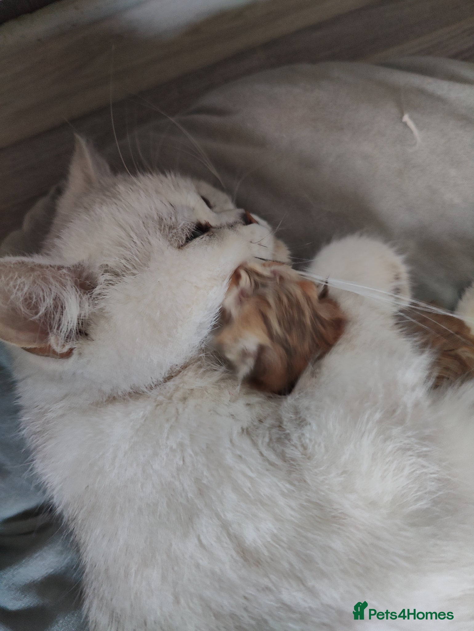 British Shorthair cats for sale: Beautiful British Shorthair Kittens for Sale 🐾 - Advert 9