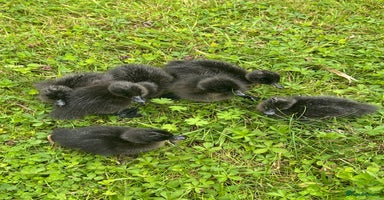 Ducks poultry - Advert 2