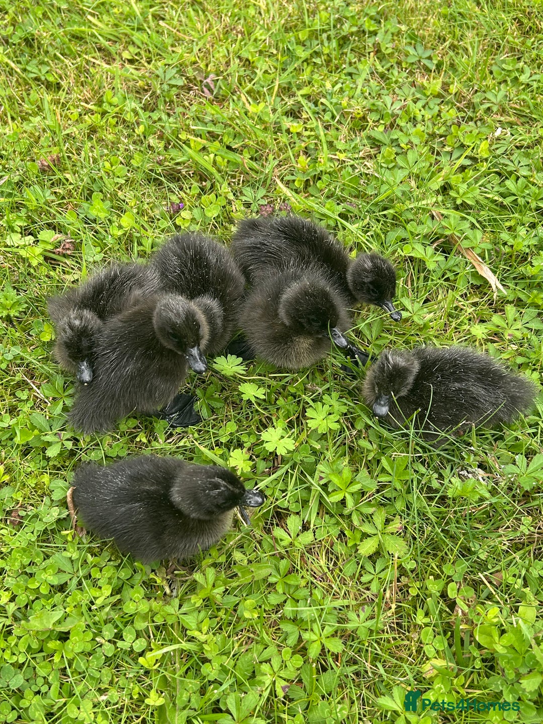 Ducks poultry for sale: Cayuga Ducklings  - Image 3