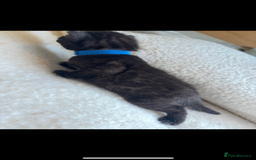 Bengal cats for sale: 4 Rare Tica Registered Bengal Kittens - Image 31