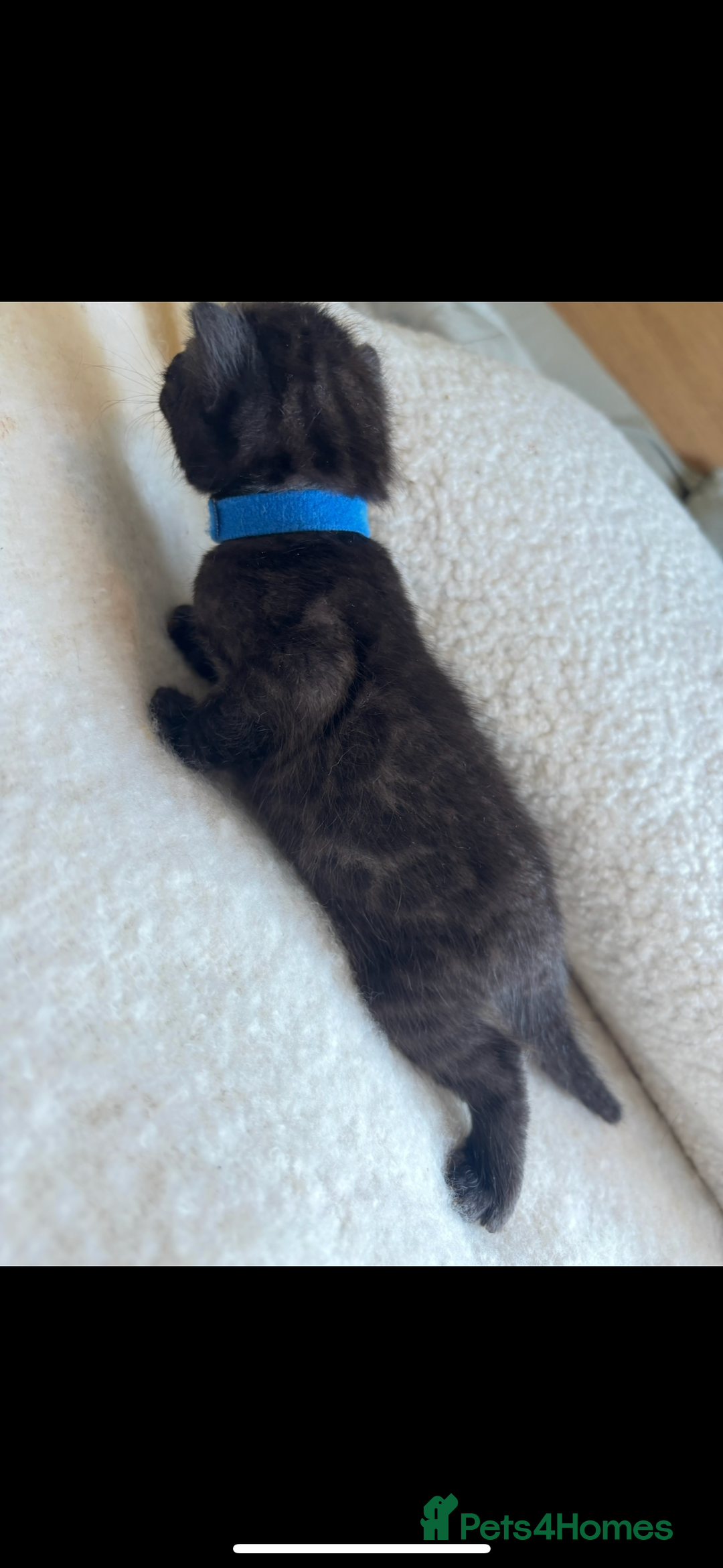 Bengal cats for sale: 4 Rare Tica Registered Bengal Kittens - Image 31