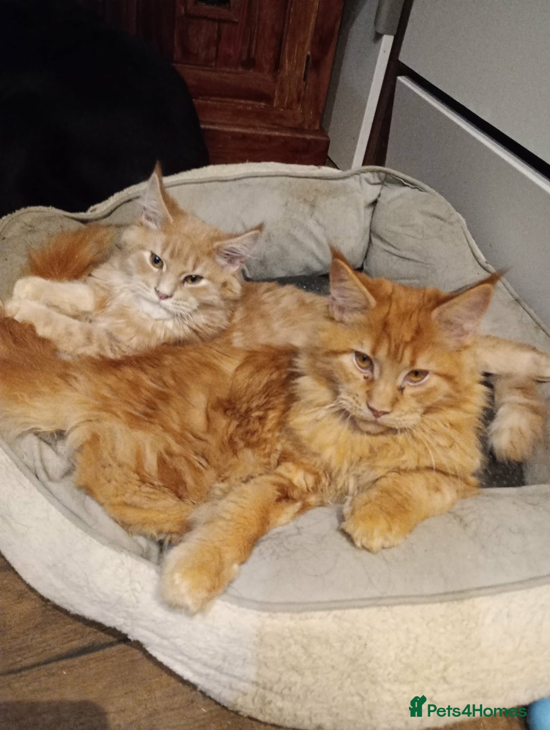 Maine Coon cats for sale: Maine coon pedigree xl - Advert 4