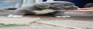 Male dark green collar Sox