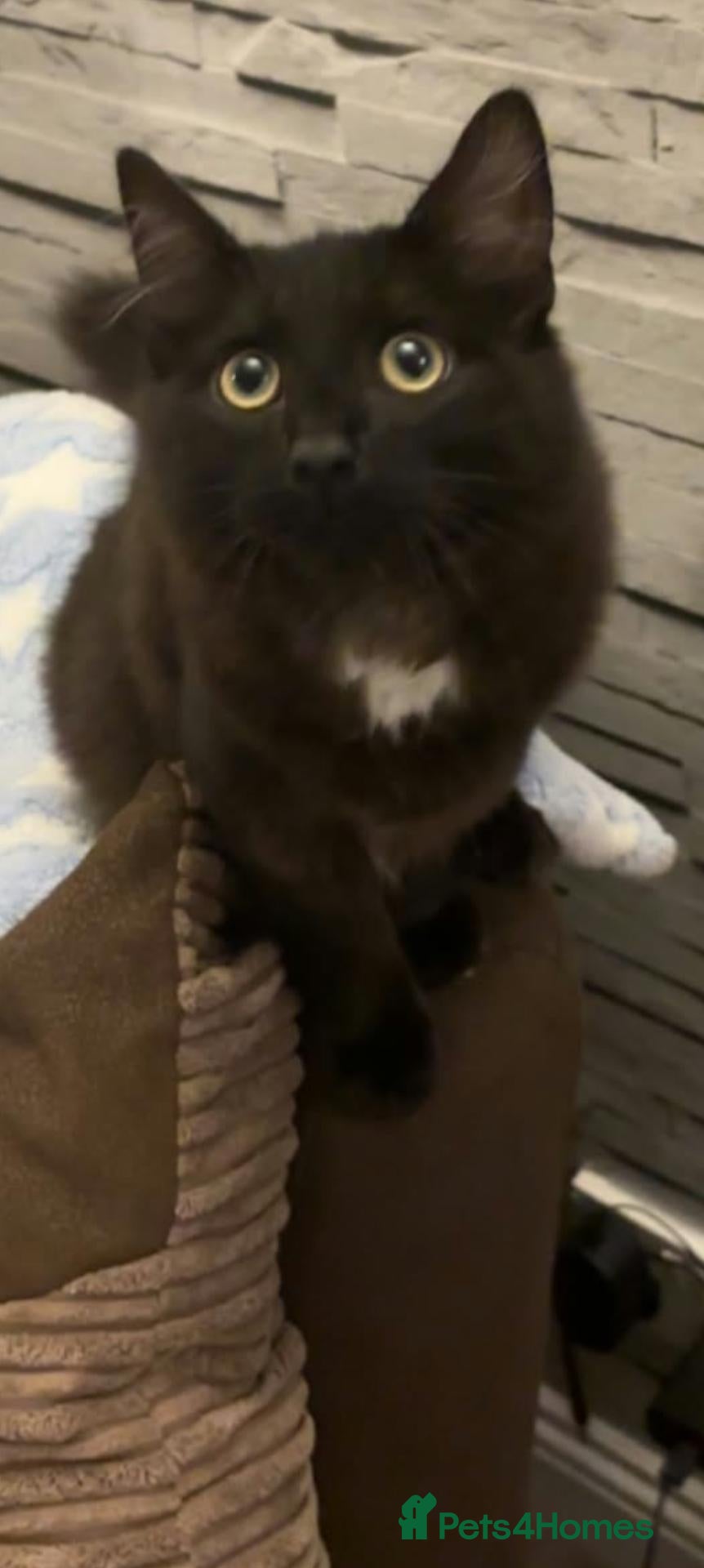 Mixed Breed cats Meet Noah  - Advert 5