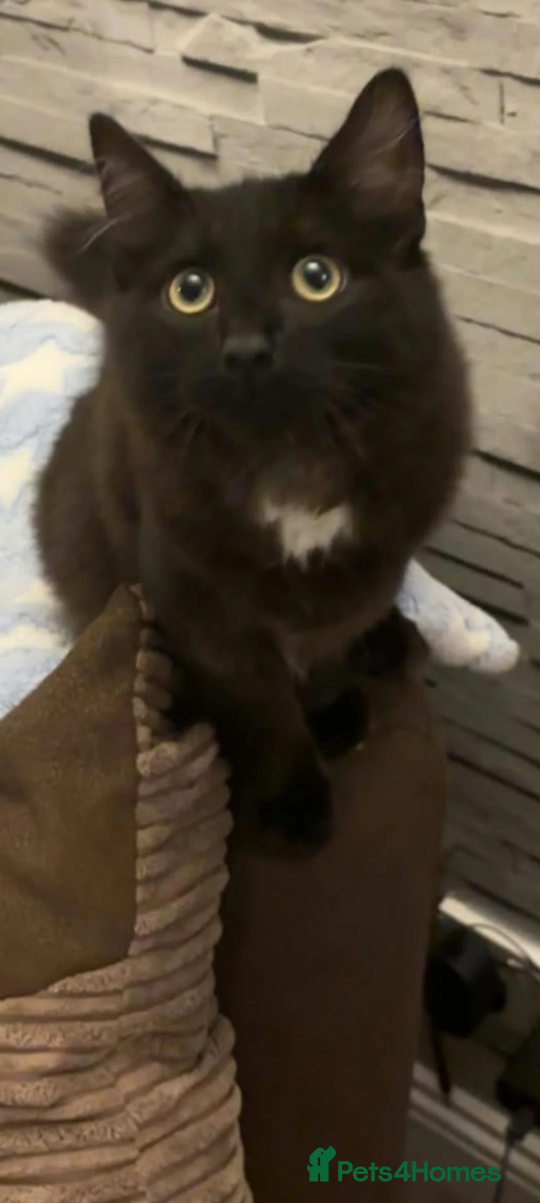 Mixed Breed cats for sale: Meet Noah  - Advert 1