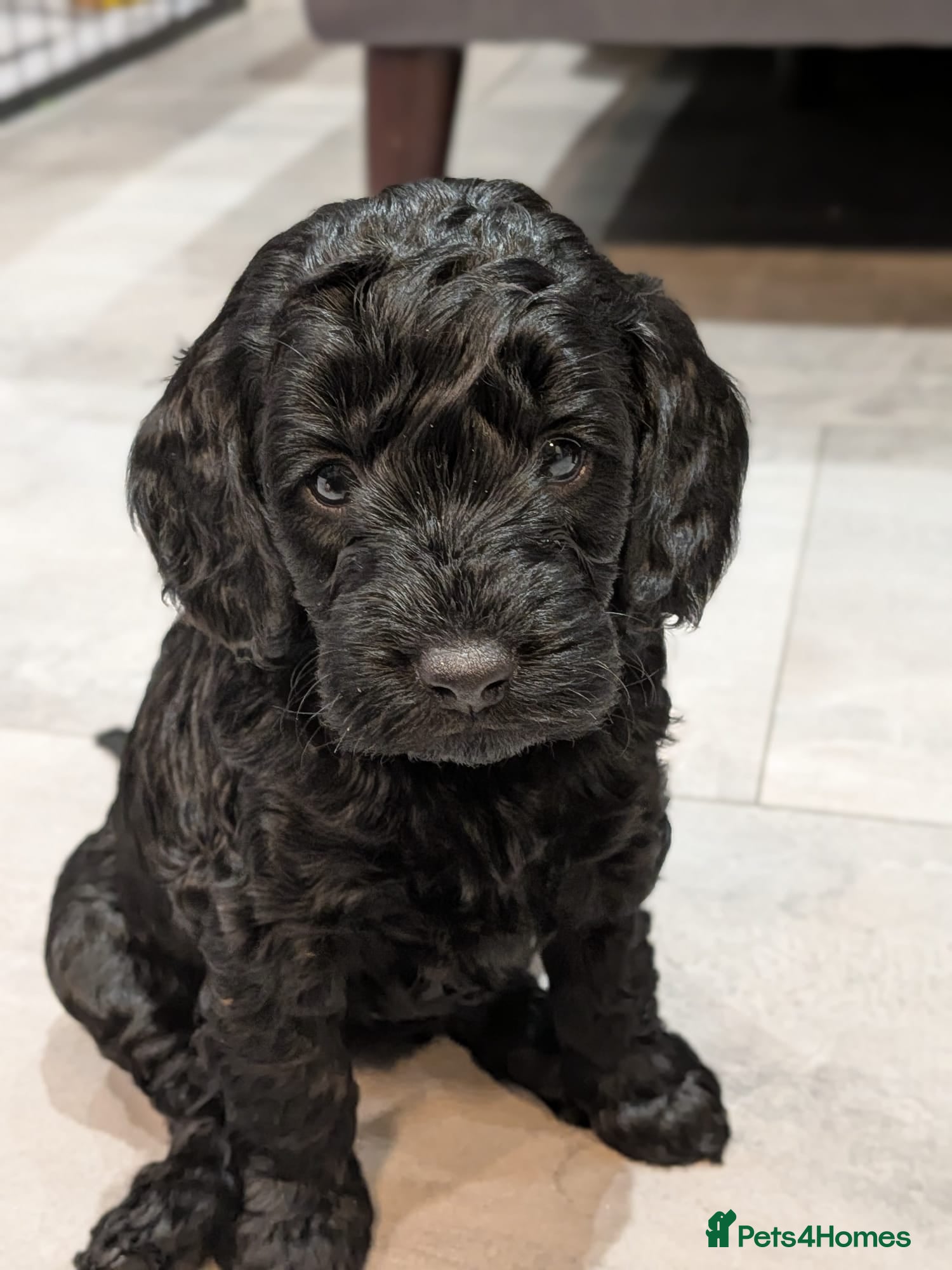 Cockapoo dogs ⭐Cockapoo beauties born to steal hearts⭐ - Advert 6