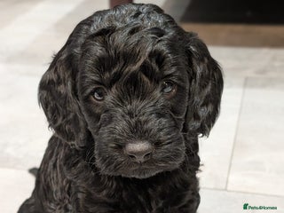 Cockapoo dogs ⭐Cockapoo beauties born to steal hearts⭐ - Advert 14