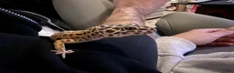 Leopard Gecko reptiles for sale: Leopard Geckos - Advert 3