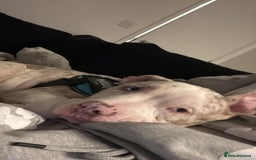 American Bully dogs for sale: Milo  - Image 4