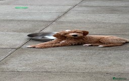 Miniature Poodle dogs for stud: Miniature poodle for stud. - Image 19