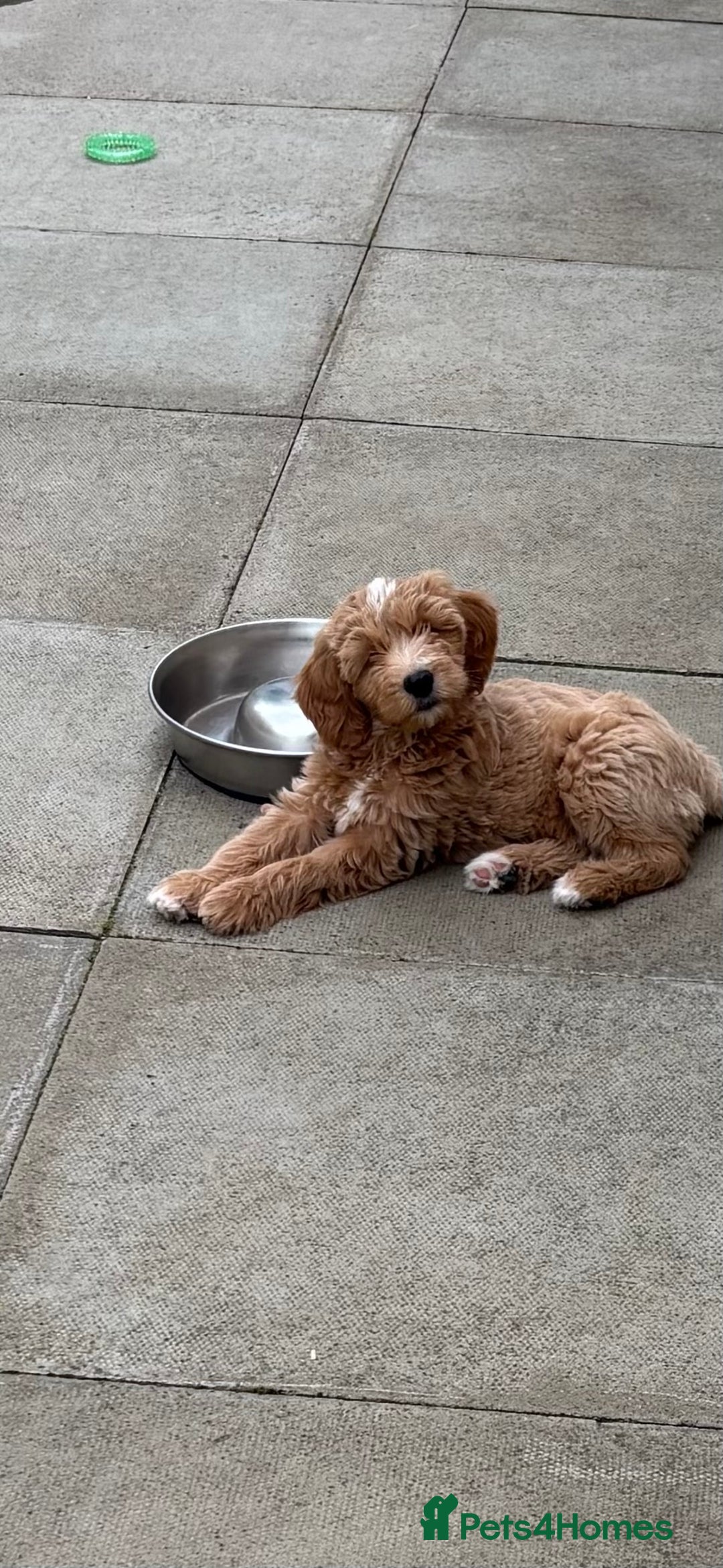 Miniature Poodle dogs for stud: Miniature poodle for stud. - Image 19