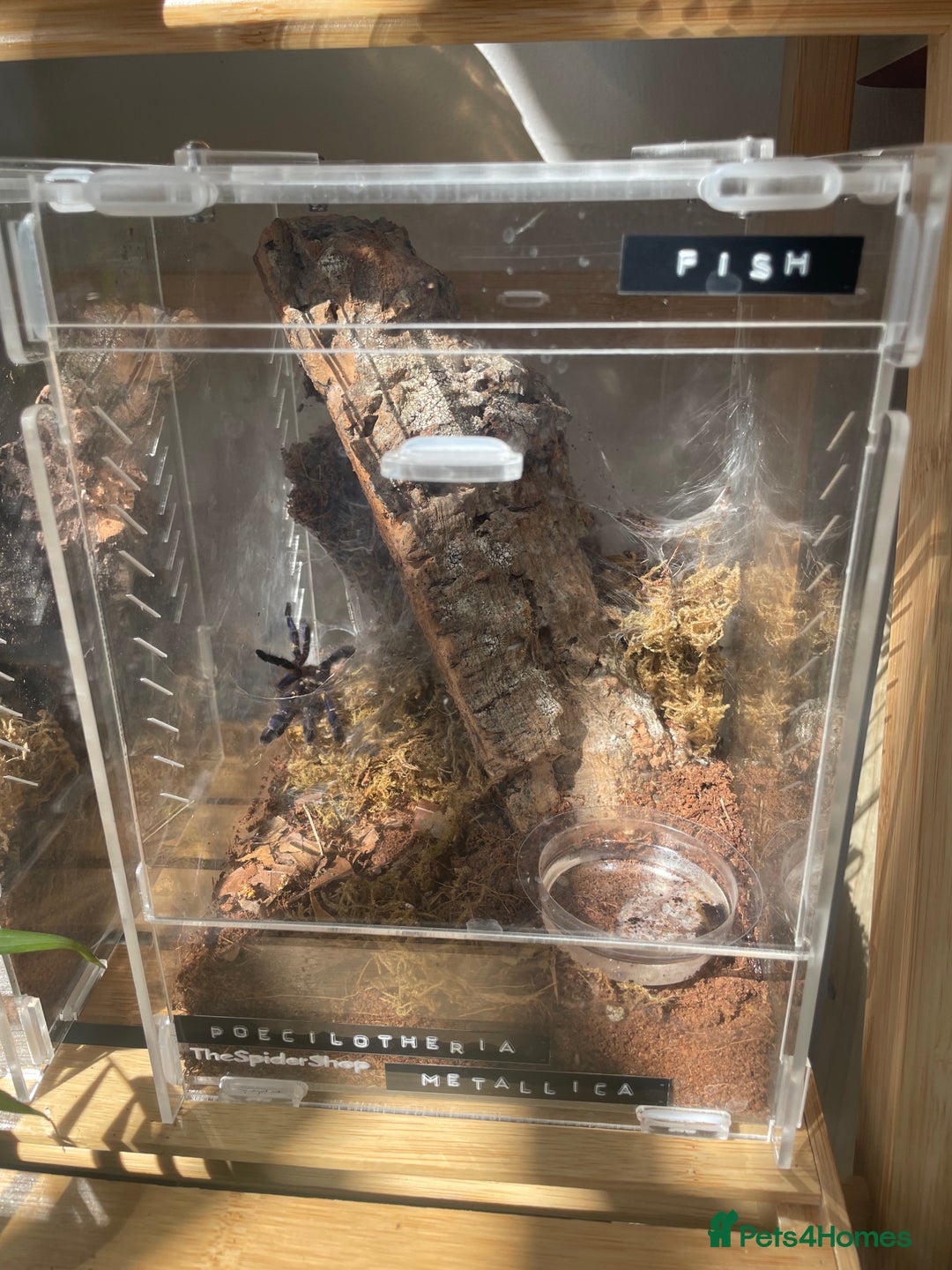 Tarantulas invertebrates for sale: P. Metallica female juvenile  - Image 2