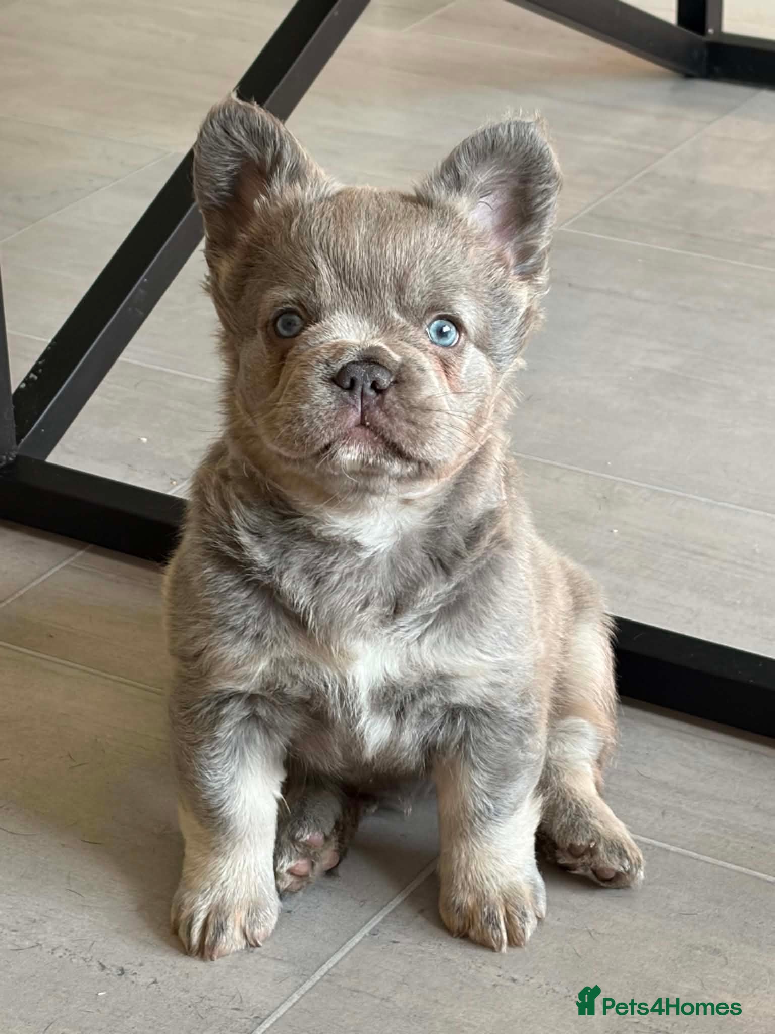 French Bulldog dogs Adorable Fluffy Frenchie - Advert 2