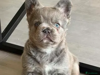 French Bulldog dogs Adorable Fluffy Frenchie - Advert 2