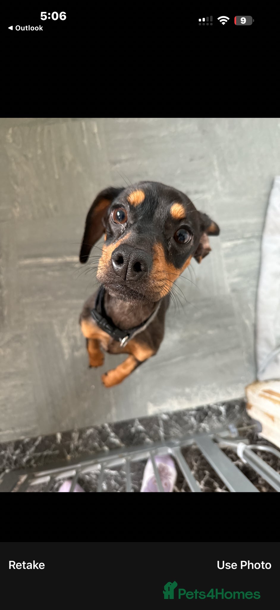 Mixed Breed dogs Dachshund cross Frenchi for sale  - Advert 1