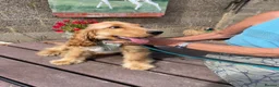 Cockapoo dogs for sale: LUCYS LAW HEALTH TESTED COCKERPOO BOY COCKERPOO - Advert 4