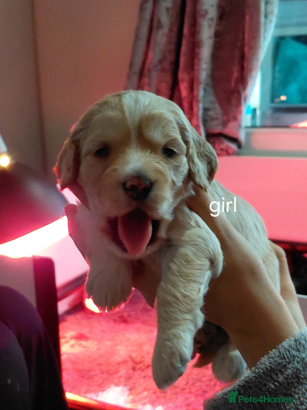 Mixed Breed dogs for sale: Sprockerpoos - Advert 4