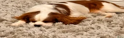 Cavalier King Charles Spaniel dogs for stud: STUD stunning cavalier king charles spaniel - Advert 4