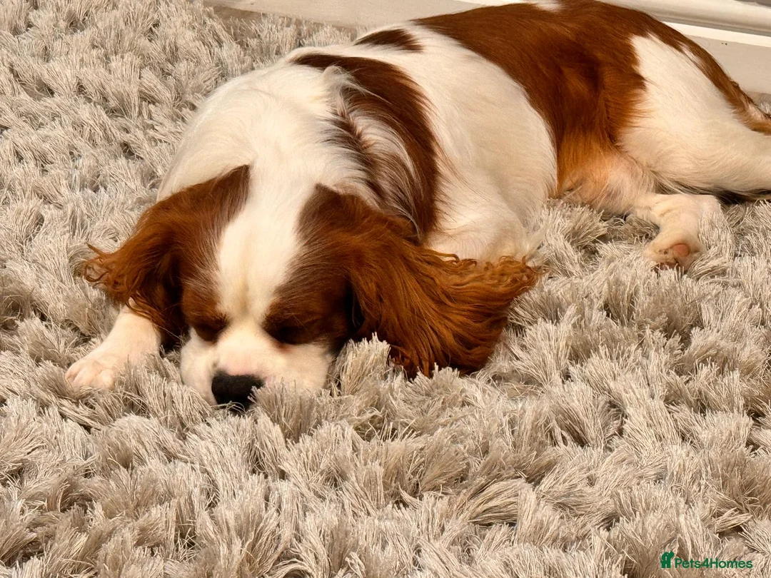 Cavalier King Charles Spaniel dogs for stud: STUD stunning cavalier king charles spaniel - Advert 2