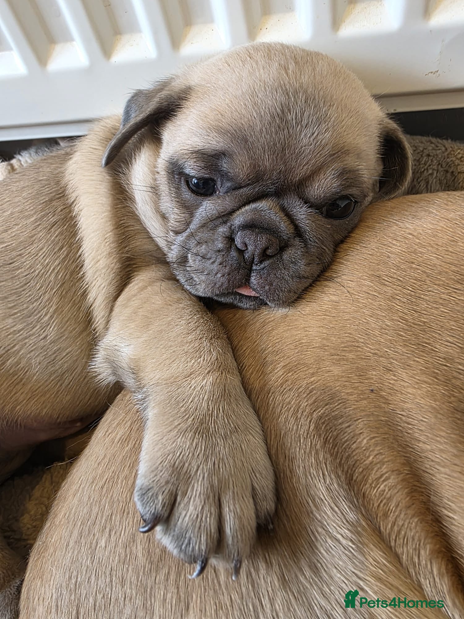 Pug dogs KC pug puppys  - Advert 15