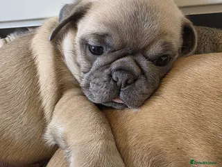 Pug dogs KC pug puppys - Advert 15