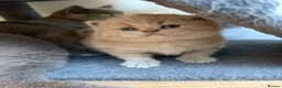 British Shorthair cats for sale: Fawn Pure Pedigree GCCF British Short Hair in Reading - Advert 3