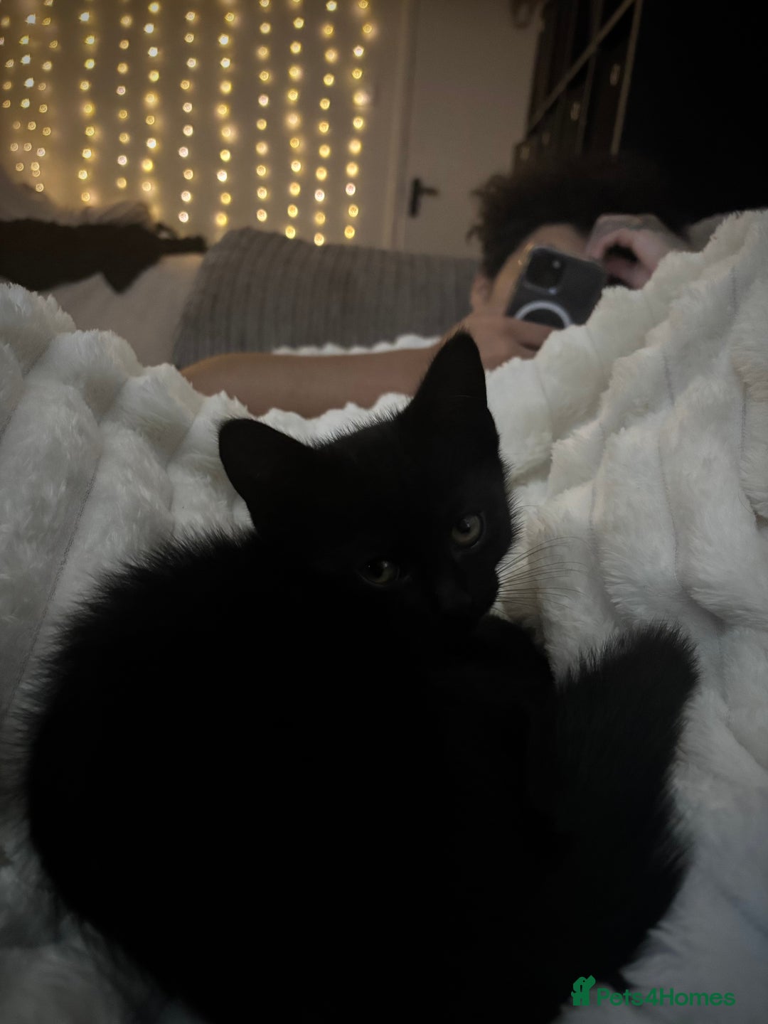 Mixed Breed cats for sale: beautiful baby boy kitten  - Image 2
