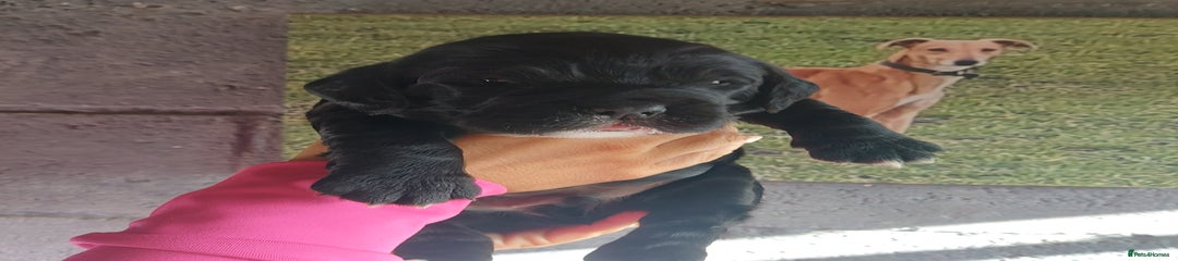 Sprocker Puppy 1