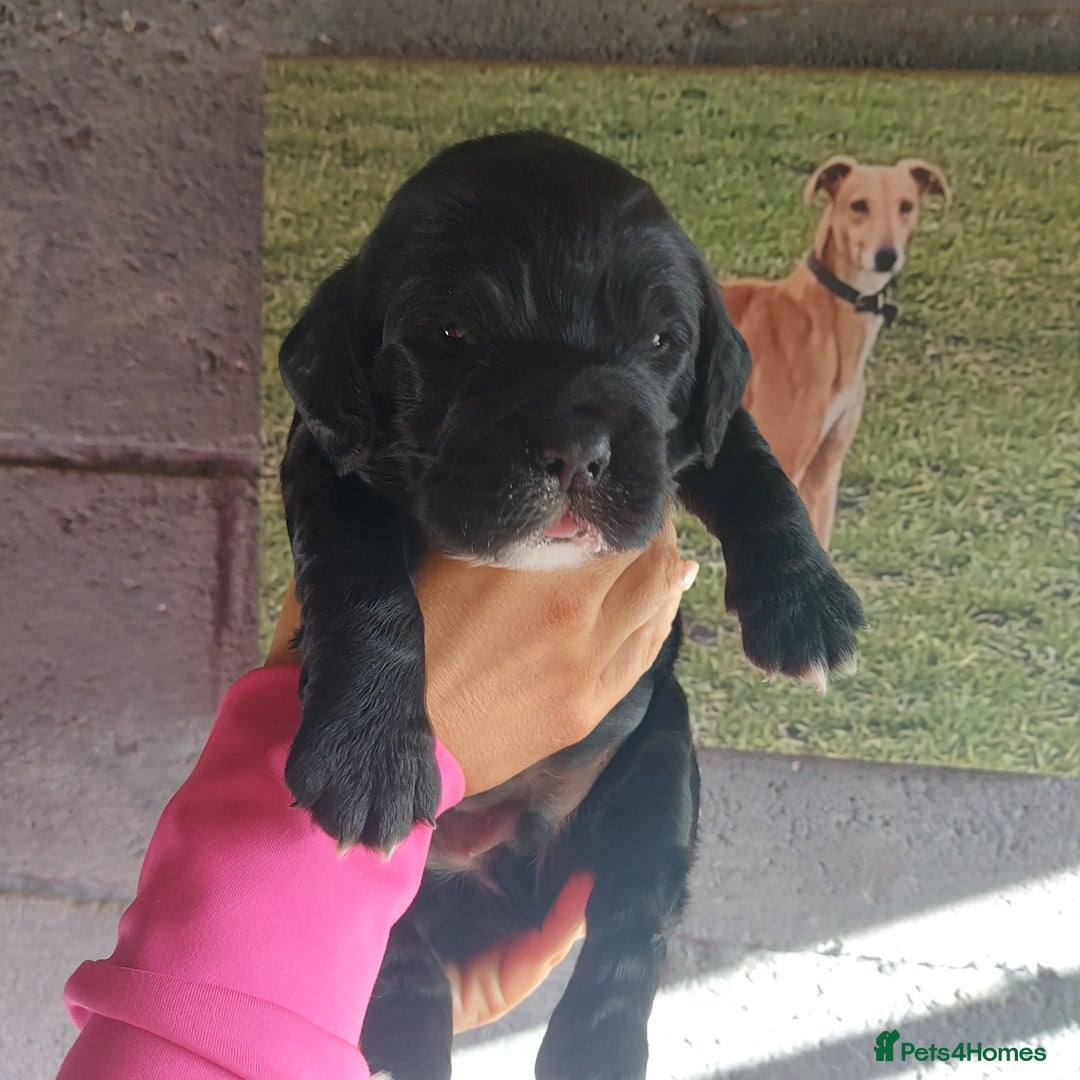Sprocker dogs for sale: F1 SPROCKER SPANIELS ( 2BOYS LEFT)  - Image 8