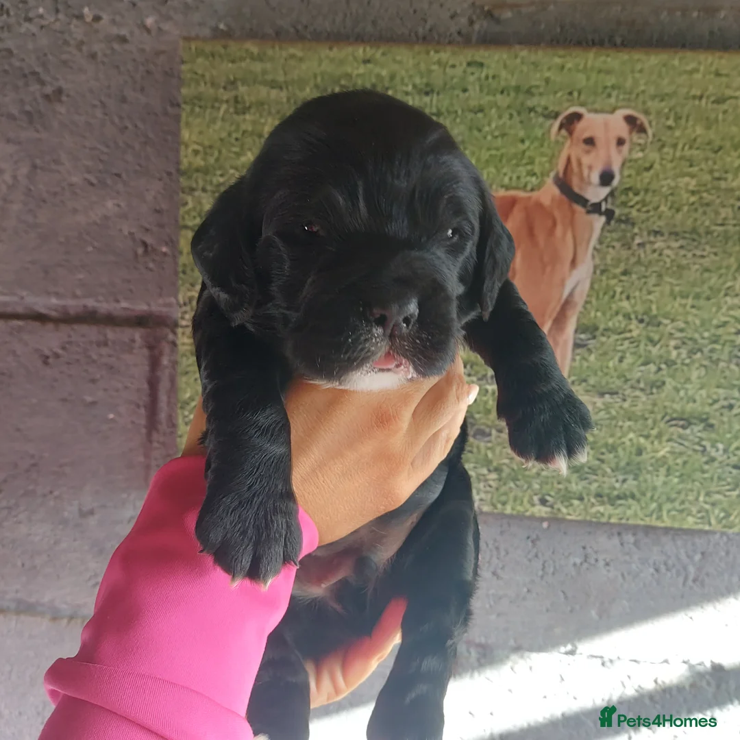 Sprocker dogs for sale: F1 SPROCKER SPANIELS ( 1 BOY LEFT )  - Advert 30