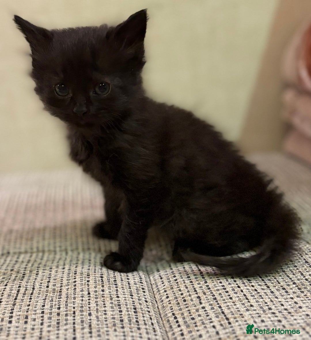 British Shorthair cats for sale: British Shorthair Kittens. - Advert 15