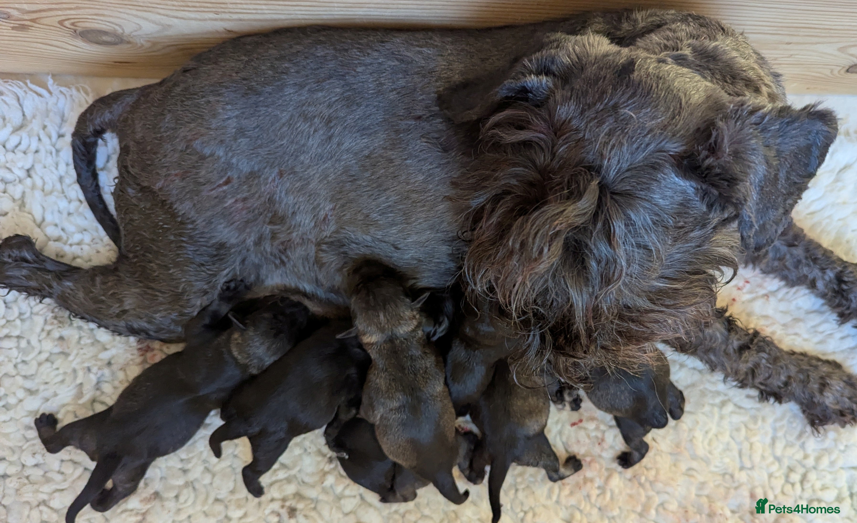 Miniature Schnauzer dogs Beautiful,Health Tested Miniature Schnauzer Pups - Advert 8