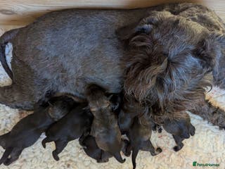 Miniature Schnauzer dogs Beautiful,Health Tested Miniature Schnauzer Pups - Advert 8