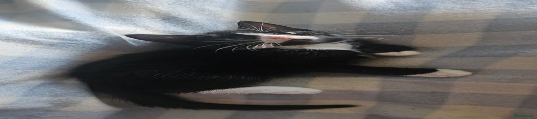 Felix