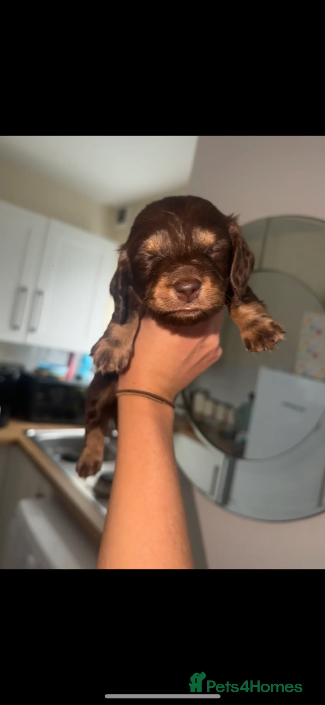 Dachshund dogs for sale: KC registered Dachshund long/short haired puppies - Advert 2