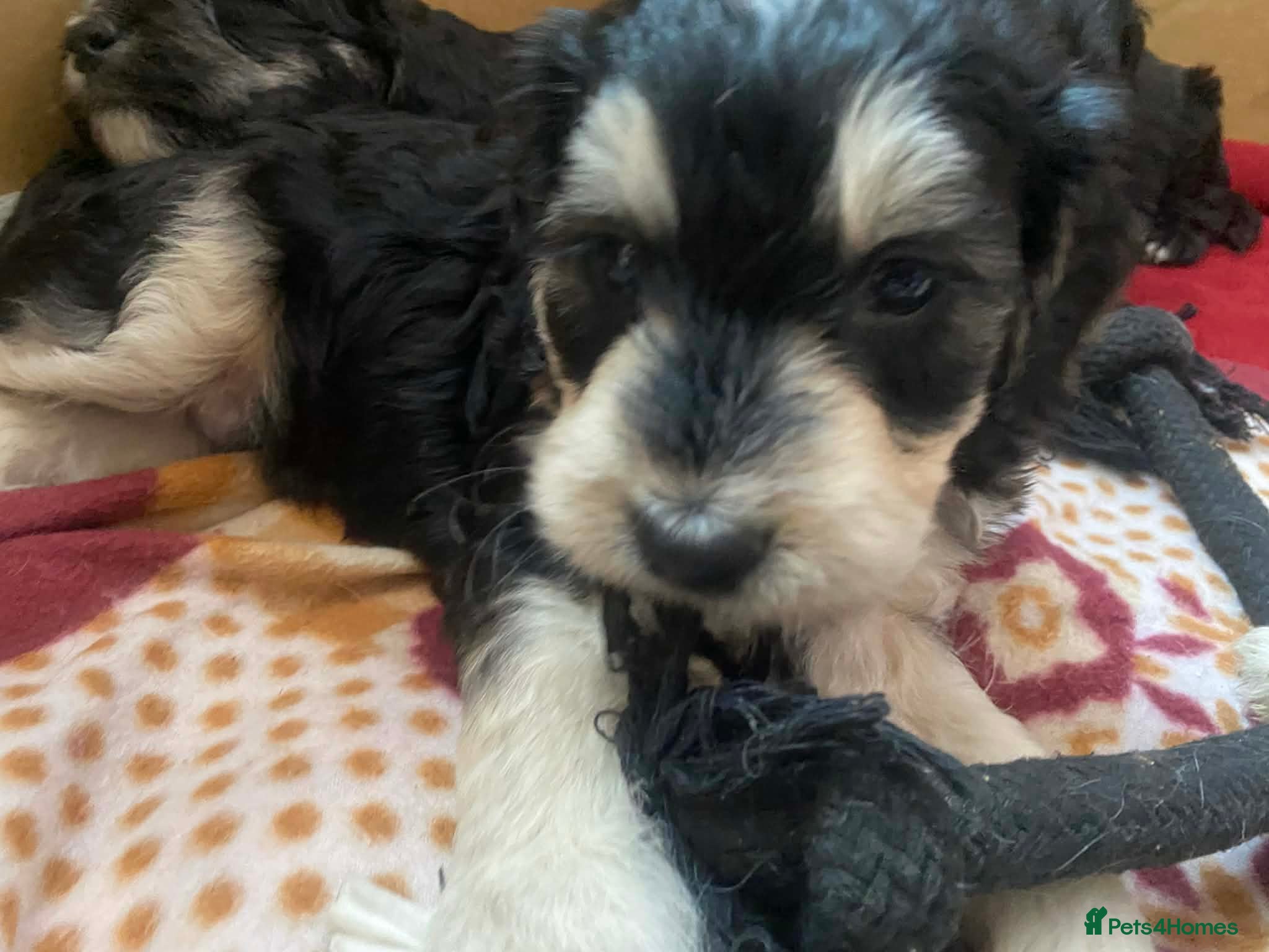 Sproodle dogs Health tested sproodles, ready next week! 💙 - Advert 2