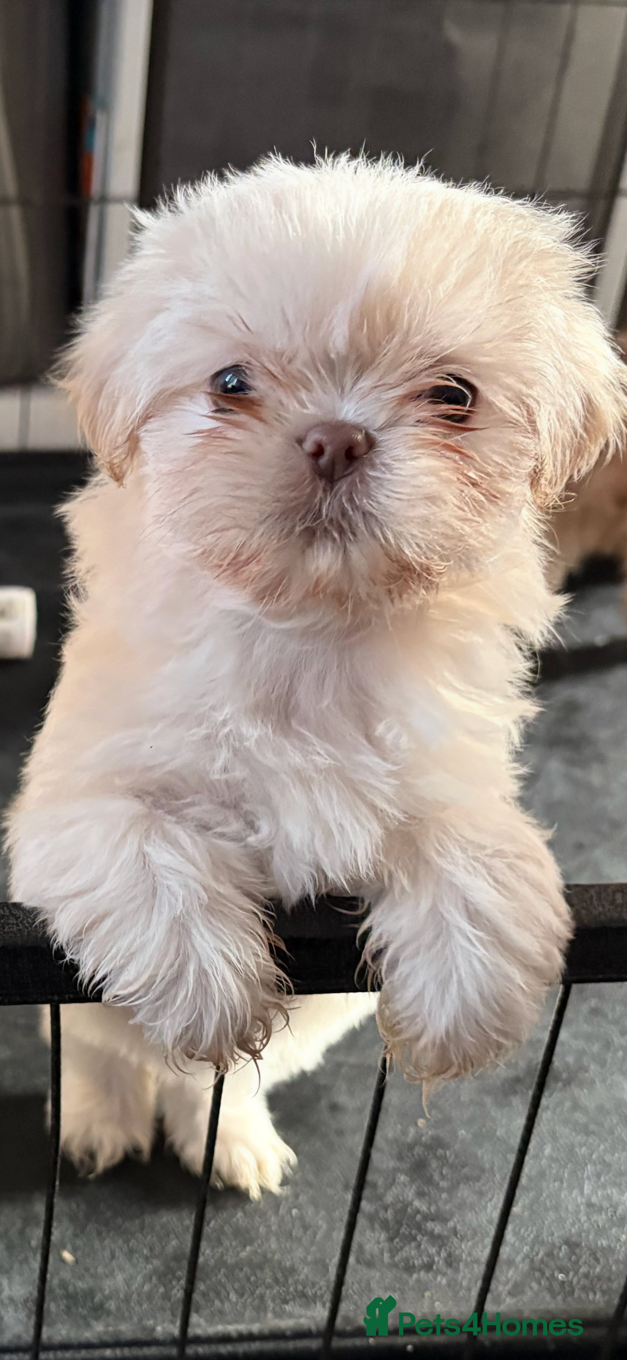 Shih Tzu dogs LAST BOY  READY NOW  - Advert 9