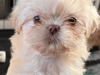 Shih Tzu dogs LAST BOY READY NOW - Advert 2