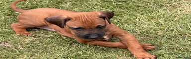 Rhodesian Ridgeback 1