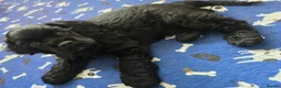 American Cocker Spaniel dogs for sale: American cocker spaniel boy - Advert 1