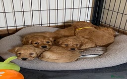Cockapoo dogs for sale: Adorable Cockapoo puppies - Image 15