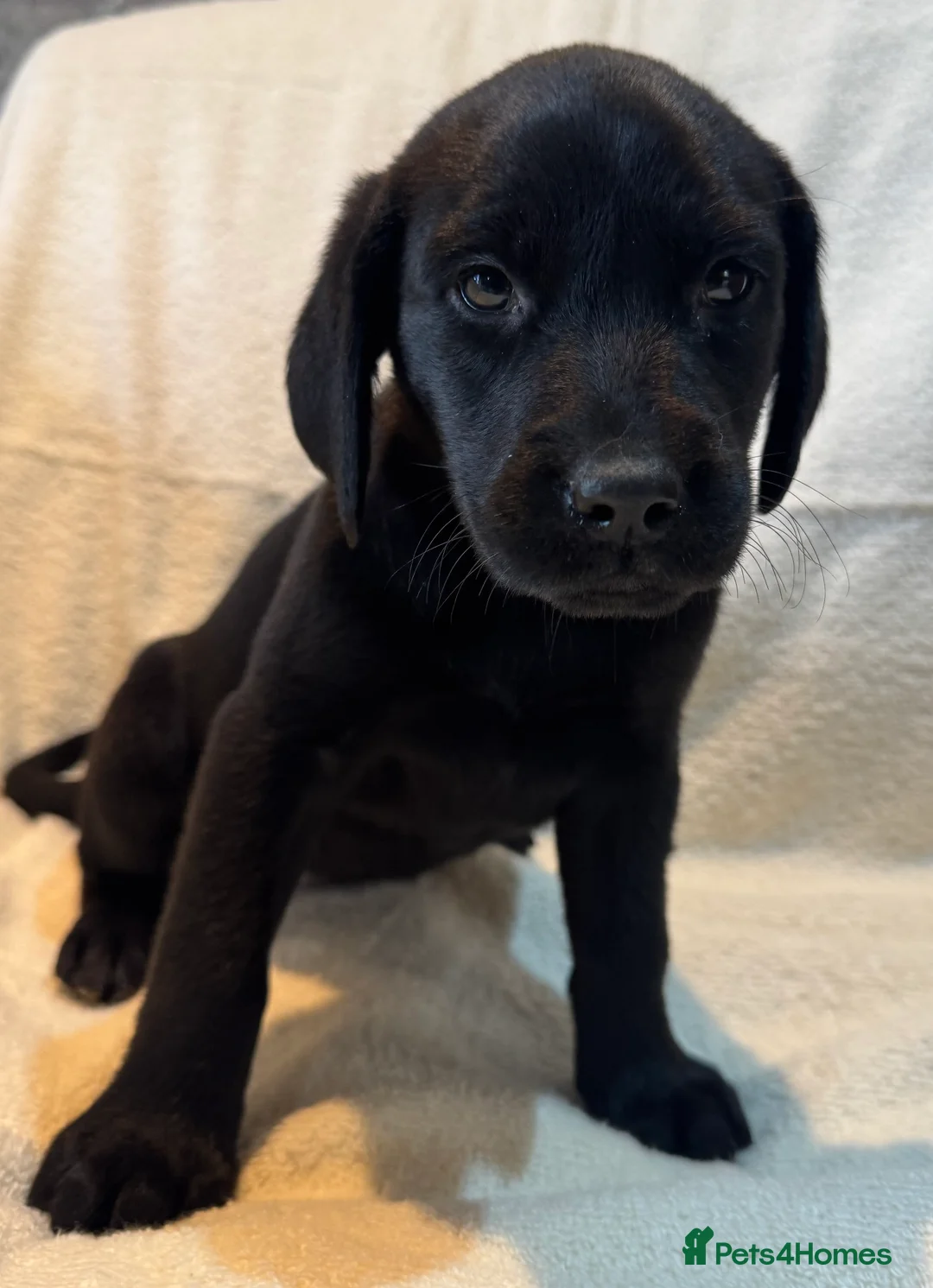 Labrador Retriever dogs for sale: Labrador pup - Advert 9