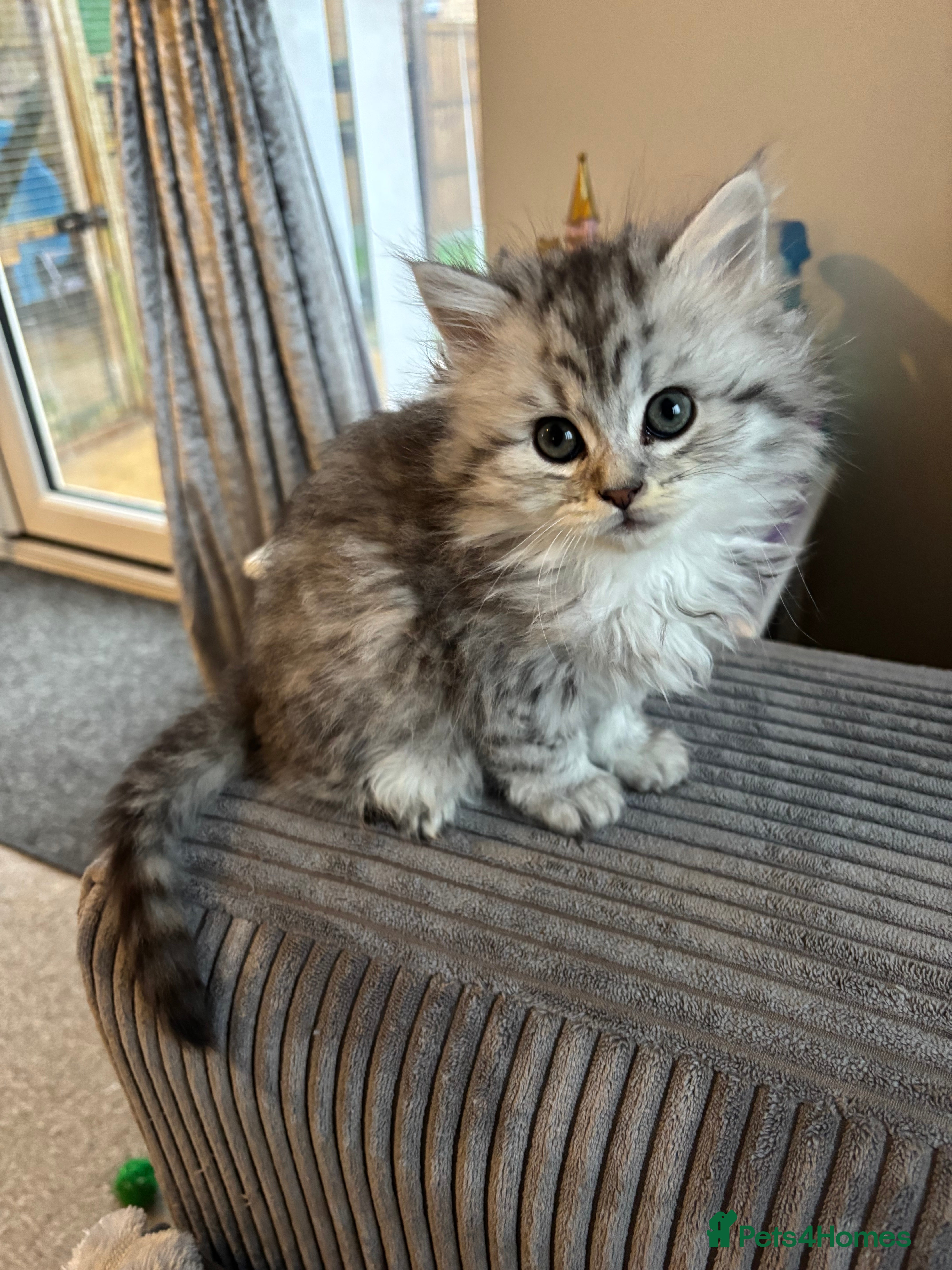 Maine Coon cats Persian X Maine coon LAST GIRL READY NEXT WEEK - Advert 4