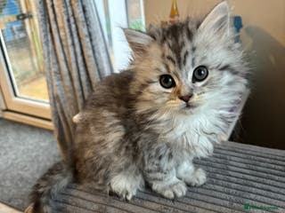 Maine Coon cats Persian X Maine coon LAST GIRL READY NEXT WEEK - Advert 8