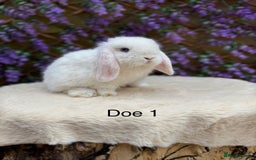 Mini Lop rabbits for sale: Pure bred Mini lops  - Image 7